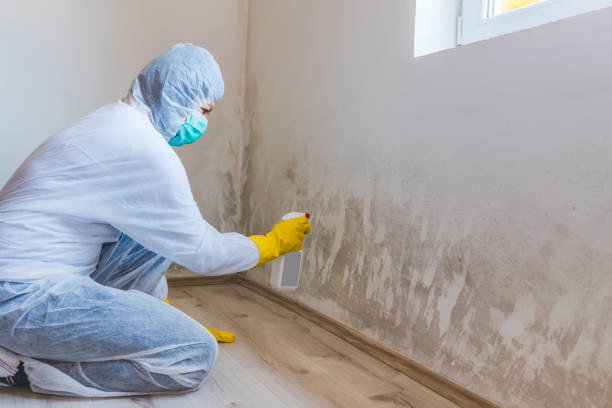Licensed Black Mold Remediation service in Totowa, NJ - 24 Hour Mold Removal