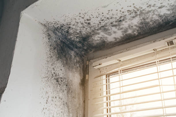 Affordable Black Mold Remediation solutions in Totowa, NJ